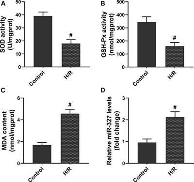 Downregulated MicroRNA-327 Attenuates Oxidative Stress–Mediated Myocardial Ischemia Reperfusion Injury Through Regulating the FGF10/Akt/Nrf2 Signaling Pathway